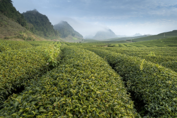 Green Plantation Green Plantation