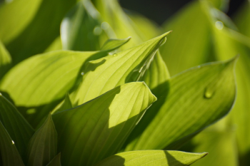 Green Plants