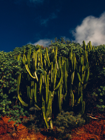 Green Plants