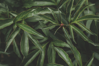 Green Plants