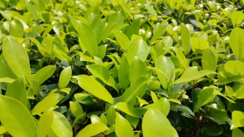 Green Plants