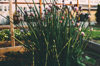 Green Plants