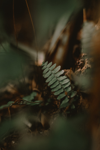 Green Plants