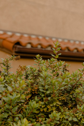 Green Plants Beside Wall Green Plants Beside Wall