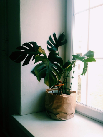 Green Plants Beside Window Green Plants Beside Window