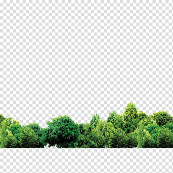 Green plants, Forest, forest transparent background PNG clipart