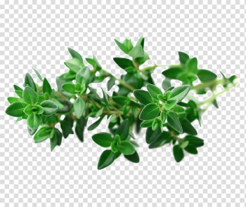 Green plants, Garden Thyme Seed Herb Vegetable, Fresh thyme green leaf material transparent background PNG clipart