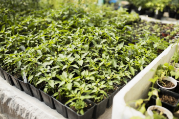 Green plants in black flowerpots in greenhouse Free Photo Green plants in black flowerpots in greenhouse Free Photo