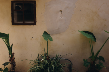 Green Plants Near Wall Green Plants Near Wall