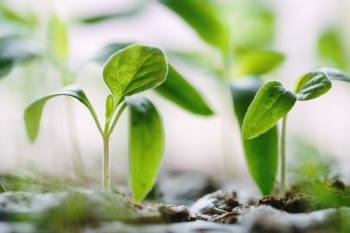 green plants on soil green plants on soil