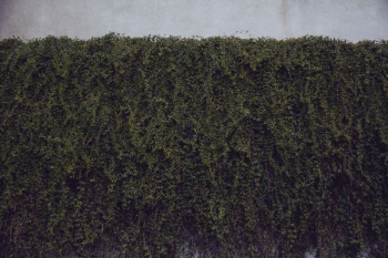green plants on wall green plants on wall