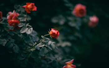 green plants with red flowers green plants with red flowers