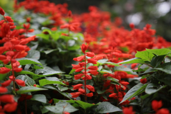 Green Plants With Red Flowers Green Plants With Red Flowers