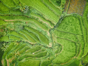 Green plateau Green plateau