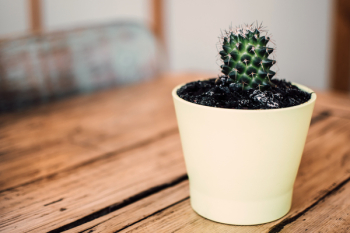 Green Potted Cactus Green Potted Cactus