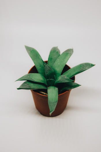 Green Potted Succulent Plant Green Potted Succulent Plant