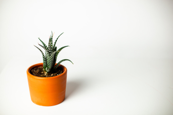 Green Potted Zebra Cactus Plant Green Potted Zebra Cactus Plant