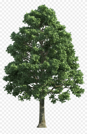 Green Realistic Tree Png Clip Art - Big Tree Png