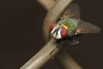 Green Red Fly Green Red Fly