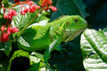 Green Reptile on Red and Green Leaves Green Reptile on Red and Green Leaves