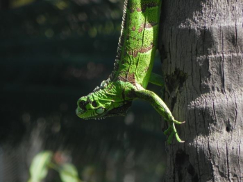 green reptile on tree trunk green reptile on tree trunk