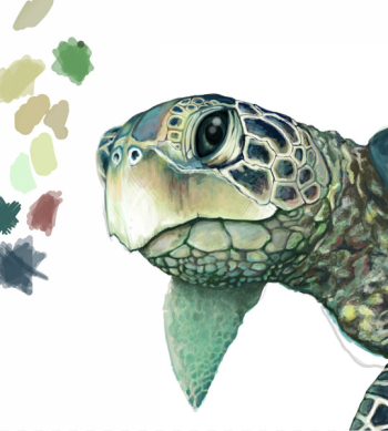 Green sea turtle Drawing - turtle Green sea turtle Drawing - turtle