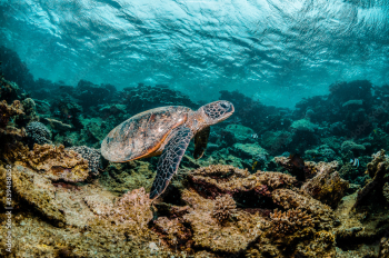 Green sea turtle swimming among colorful coral reef in beautiful clear water Green sea turtle swimming among colorful coral reef in beautiful clear water