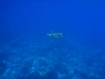 green sea turtle swimming underwater green sea turtle swimming underwater
