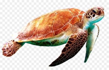 Green sea turtle World Turtle Day - Sea turtle Green sea turtle World Turtle Day - Sea turtle