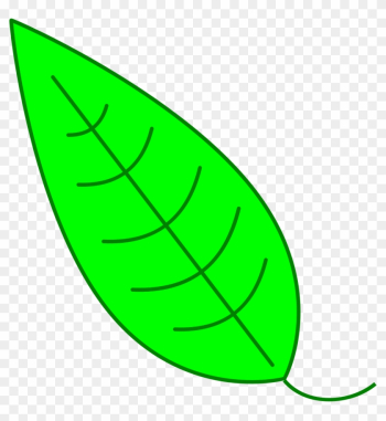 Green Simple Leaf - Hojas De Arbol Verde Green Simple Leaf - Hojas De Arbol Verde