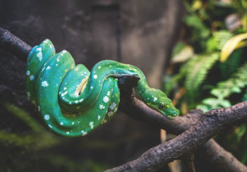green snake on tree branch green snake on tree branch