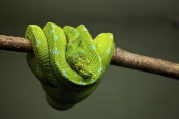 Green snake. Original public domain | Free Photo - rawpixel