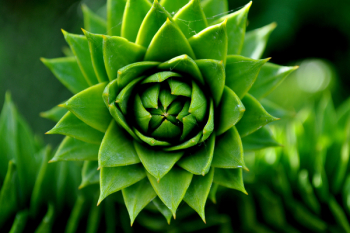 Green Succelent Plant Green Succelent Plant