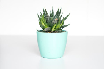 green succulent in teal ceramic vase