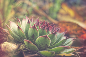 Green Succulent Plant Green Succulent Plant