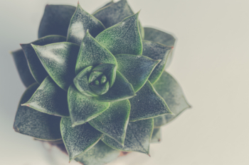 Green Succulent Plant Green Succulent Plant