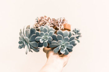 green succulent plant green succulent plant