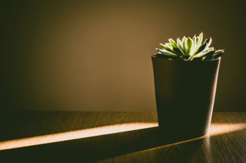Green Succulent Plant Green Succulent Plant