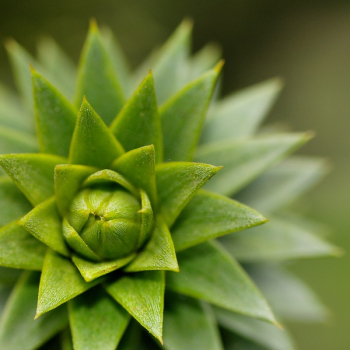 Green Succulent Plant Green Succulent Plant