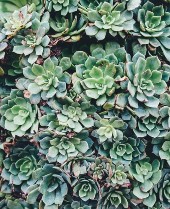 green succulent plant green succulent plant
