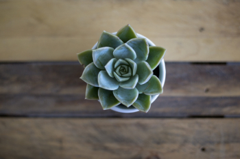 Green Succulent Plant Green Succulent Plant