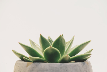 Green Succulent Plant Green Succulent Plant