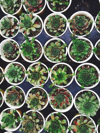 green succulent plant lot on white flowerpots green succulent plant lot on white flowerpots
