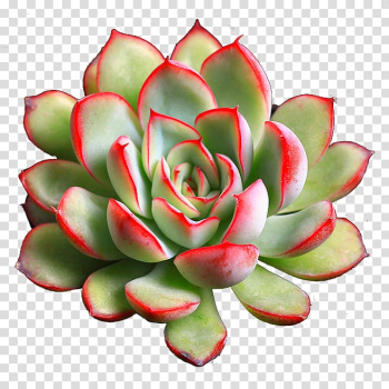 Green succulent plant, Succulent plant Grow light, Succulents 3 transparent background PNG clipart