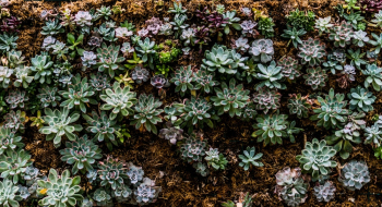 Green Succulent Plants