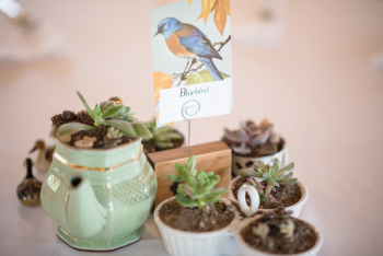 Green Succulent Plants
