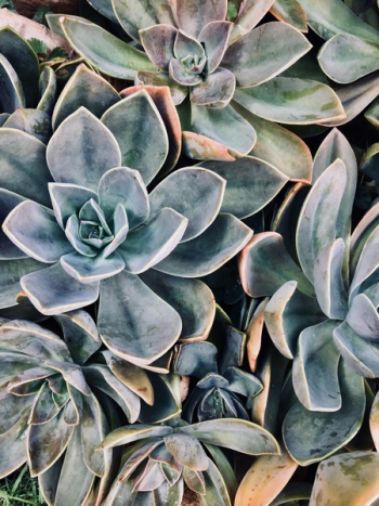 Green Succulent Plants Green Succulent Plants