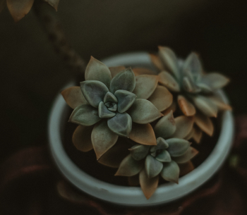 Green Succulents Blooming