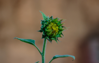 Green Sunflower Bud Macro Photography Green Sunflower Bud Macro Photography