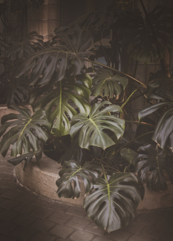 Green Swiss Plants Potted on Brown Pot Green Swiss Plants Potted on Brown Pot